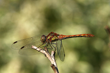Heidelibelle