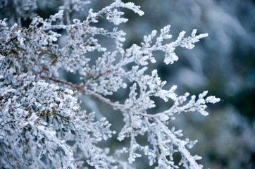 flowers in snow