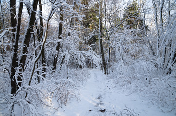 Winter snow forest. Snow lies on the branches of trees. Frosty snowy weather. Beautiful winter forest landscape.