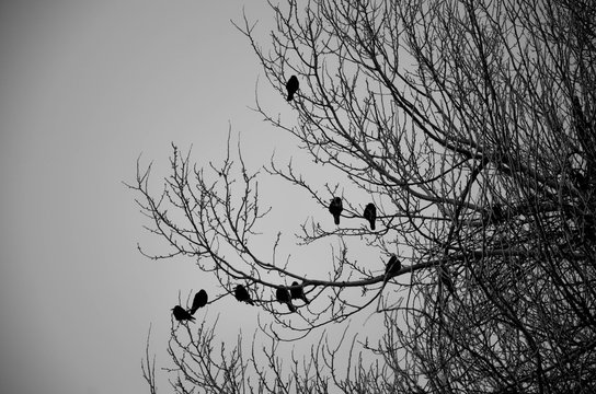 silhouette of birds on tree