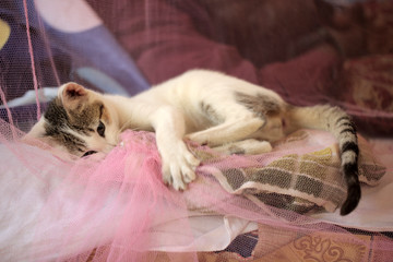 white african kitten playing with pink net