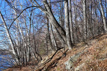 Russia, Chelyabinsk region. Mixed forest on the shores of lake Uvildy in sunny november day