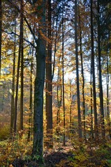 im Herbstwald