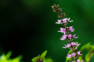 basil flower