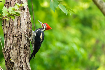 woodpecker