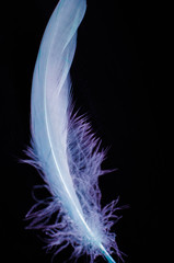 feathers on a dark background