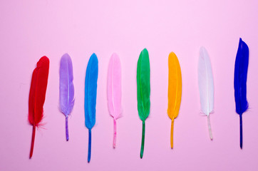 feathers on a colored background