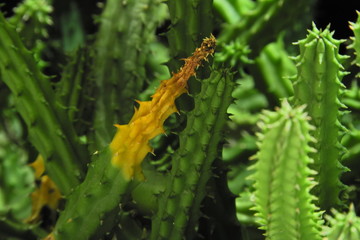 Naklejka premium dry cactus