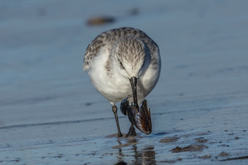 sanderling mit muschel