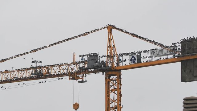 Flocks of birds on a construction crane preparing to emigrate to warm countries