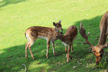 Coppia di cuccioli di daino