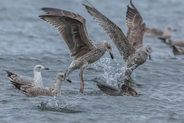 Möwen im meer