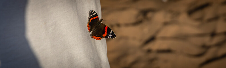 Fototapeta na wymiar The red admiral butterfly Vanessa Atalanta sits on white against a background of brown sand. There is a place for your text.