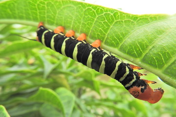Glotona worm