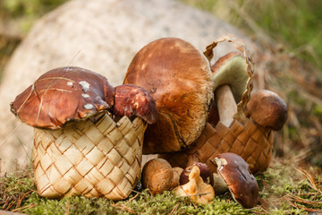 a basket of mushrooms and a bunch of mushrooms with brown hats