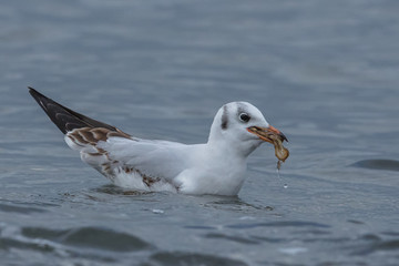 Möwe mit muschel