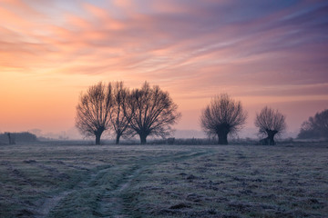 Landscape with willows and road on a frosty morning