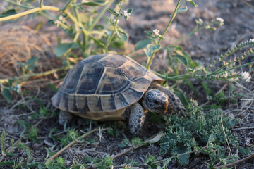 Hermann’s Tortoise walking slowly on sand