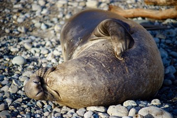 A sea lion on the beach in northern CA