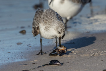 sanderlinge mit muscheln