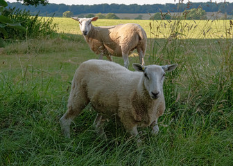 Obraz premium sheep grazing in open farmland