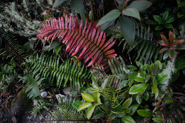 A beautiful leaf of natural red fern. Exotic and unusual plants