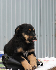 little puppy tongue black brown snow winter 