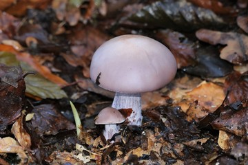 psathyrelle couleur de chair