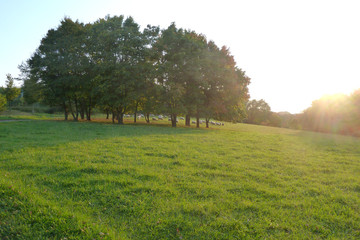 Naturlandschaft mit Herde von Schafen unter Baumgruppe im Gegenlicht bei Sonnenuntergang