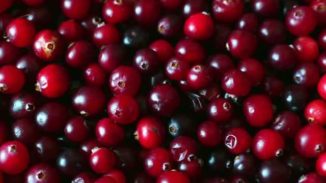 Tracking shot of cranberries background closeup, top view