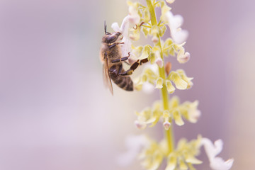 A bee on the tree peels a flower.