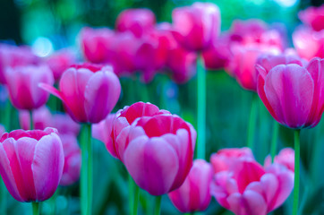 tulips in the garden