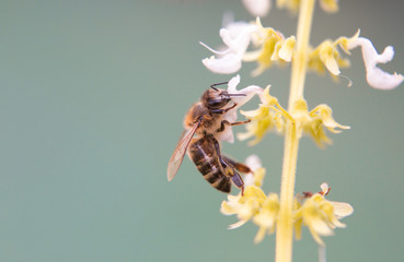 Bee on a flower.