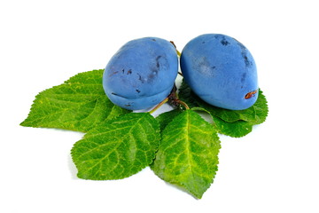 plums isolated on the white background
