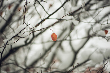 single orange leaf on a branch in the snow. holiday card.