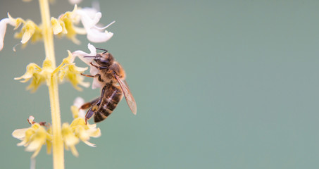 The Bees polnize the white flower.