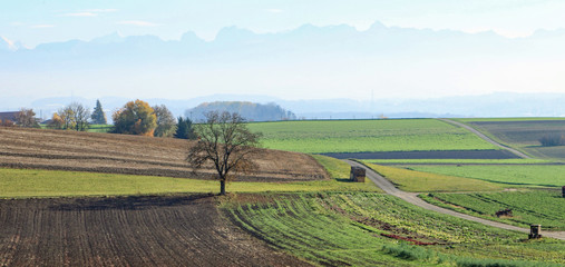 Fototapeta premium Fields and Tree