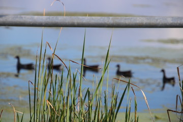 Perspective photography birds hens ducks on blue lake water horizon background with green grass foreground.