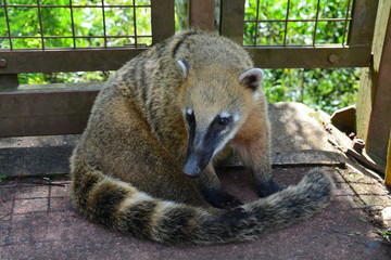 Coati Chutes d'Iguazu Argentine - Iguazu Falls Argentina