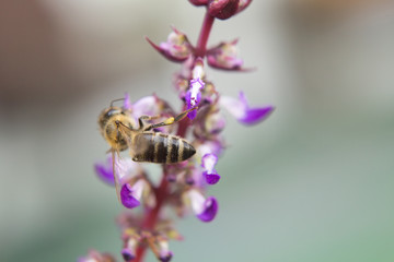 The Bees polnize the purple flower.
