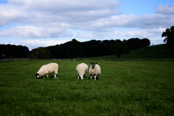 A flock of sheep in a field in rural England