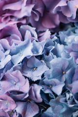Beautiful blossoming fresh cosmic blue and purple Hydrangea, close up texture
