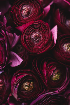 Beautiful Tender Blossoming Dark Purple Ranunculus Flowers Texture, Close Up View