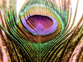 Green peacock feather 