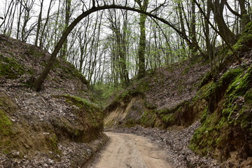 wąwóz lessowy w Nałęczowie