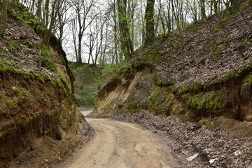 wąwóz lessowy w Nałęczowie