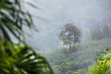 Obraz na płótnie Canvas Tropic forest in rain and mist fog