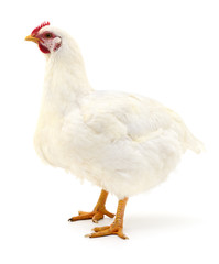 white hen isolated.
