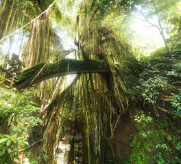 Tropical exotic rain Sacred Monkey forest jungle on Asian Bali island with sun