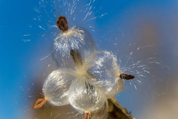 fluffy seeds